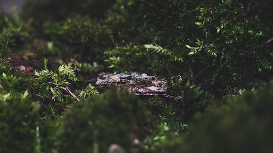 Close-Up Photography of Leaves thumbnail