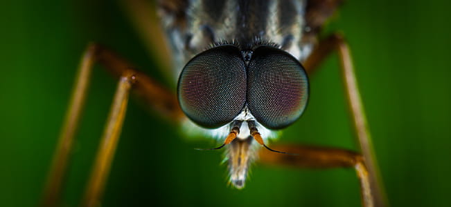 Macro Photography of Brown Fly thumbnail