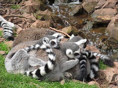 group of lemurs thumbnail