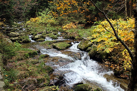river stream near trees thumbnail