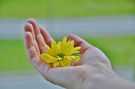 person holding yellow daisy thumbnail