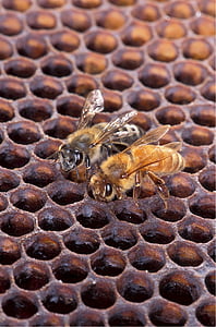 two brown-and-black honey bees thumbnail
