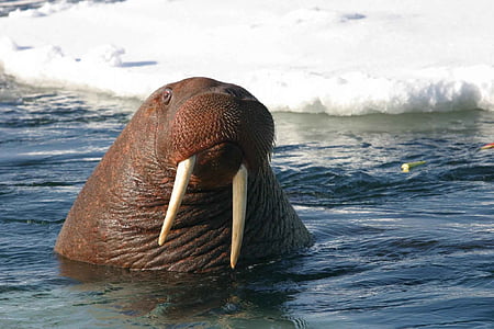 closeup photography of brown walrus on body of water thumbnail