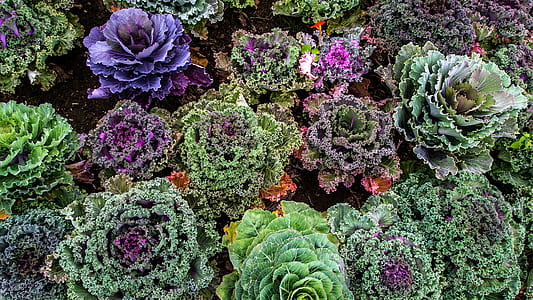 assorted-color leaf plant thumbnail