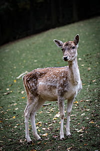 brown goat on grass thumbnail