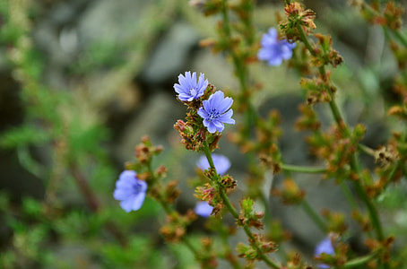 blue petaled flowers during daytime thumbnail