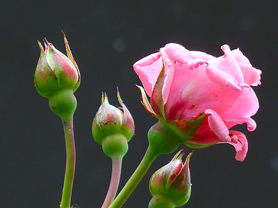 pink rose flowers in bloom thumbnail