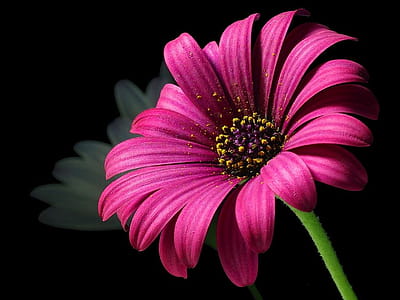 Pink Petal Flower thumbnail