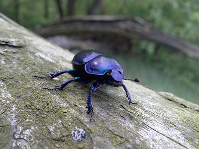black dung beetle thumbnail