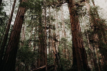 shallow focus photography of forest thumbnail
