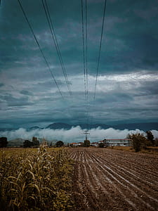 Cornfield Near Plain Field Under Gray Cloudy Sky thumbnail