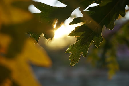 closeup photo of green leaf thumbnail