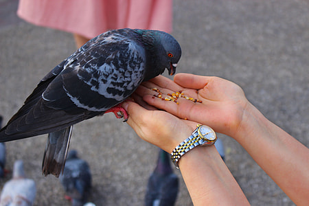 person holding white and black bird thumbnail