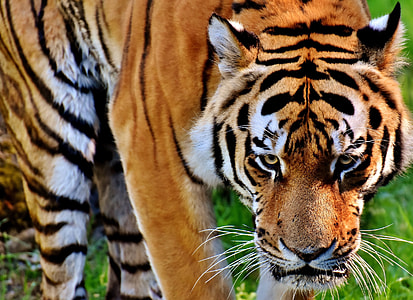 tiger standing on grass closeup photo thumbnail