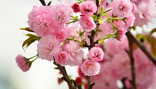 close up photograph of pink flowers thumbnail