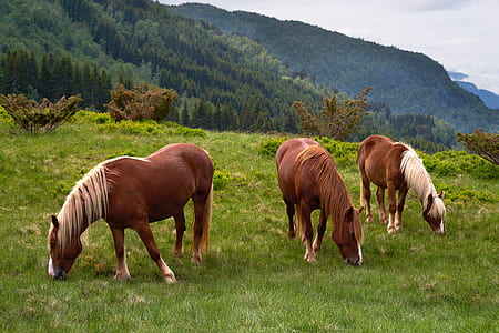 three brown horses on grass field thumbnail