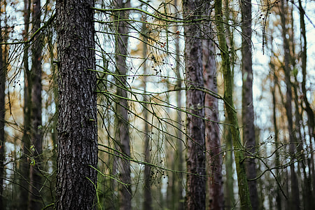 A walk in an autumn forest thumbnail