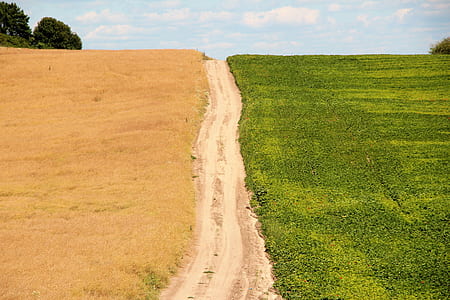 pathway beside grass field thumbnail