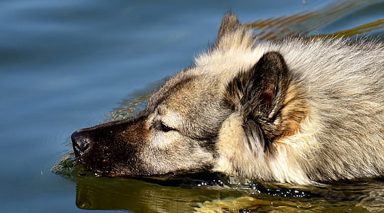 brown dog soaking in water thumbnail