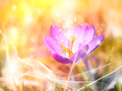 purple petaled flower thumbnail