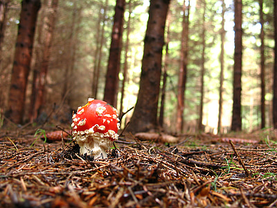 selective focus photography of red mushroom on forest floor thumbnail