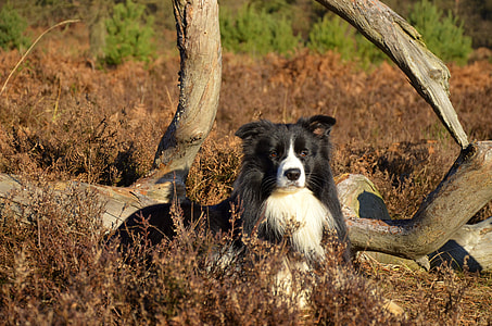 Border Collie, Purebred Dog thumbnail