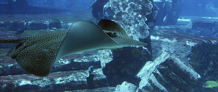 stingray in body of water thumbnail