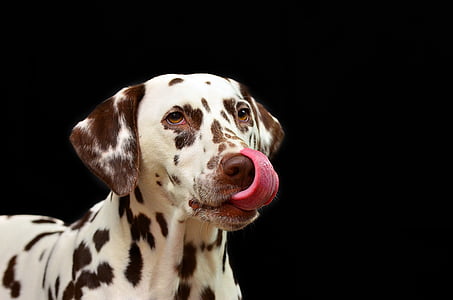 adult Dalmatian thumbnail