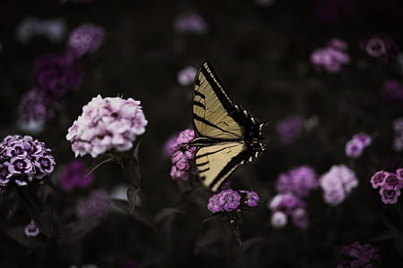 tiger butterfly on purple flower thumbnail