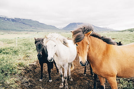 three brown, gray, and white horses on grass field at daytime thumbnail