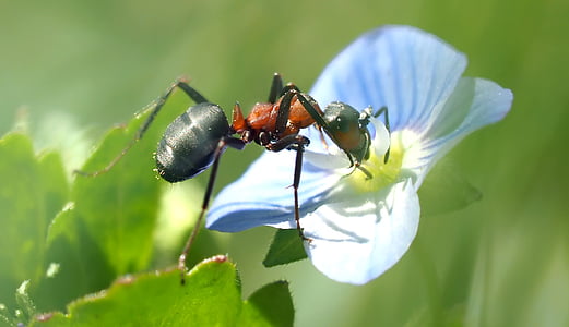selective macro photography of black and red ant perched on white petaled flower thumbnail