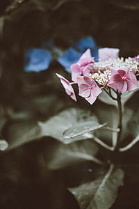selective focus photography of pink clustered flower thumbnail