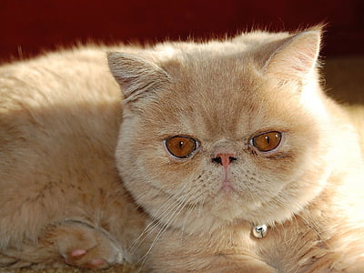 orange Persian cat closeup photo thumbnail