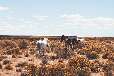 heard of horse on grass field under blue sky thumbnail