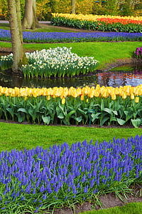 purple grape hyacinths near yellow tulips in front pond thumbnail