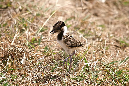 shallow focus photography of bird thumbnail