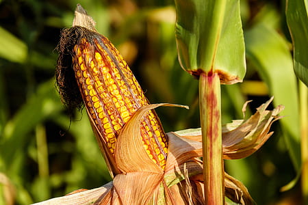 photo of yellow corn during daytime thumbnail