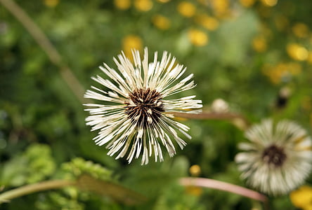 selective focus photography of white flowers in bloom thumbnail