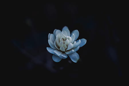 closeup photography of blooming white flower thumbnail