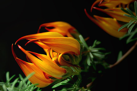 selective photo of orange and green flowers thumbnail