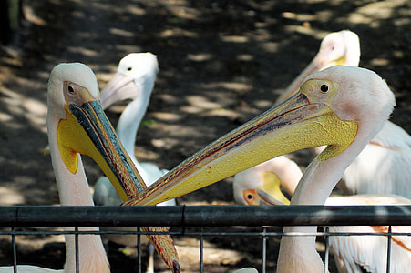 Pelicans, Pelecanus Conspicillatus thumbnail