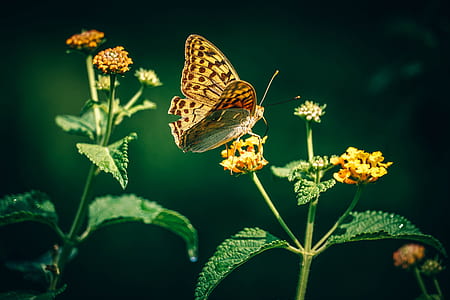 selective focus photography of yellow and brown butterfly perching on yellow petaled flower thumbnail