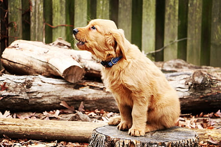 golden retriever puppy sitting on tree stump thumbnail