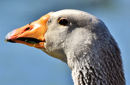 close-up photo of goose head thumbnail