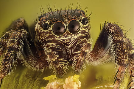 macro photography of brown spider thumbnail