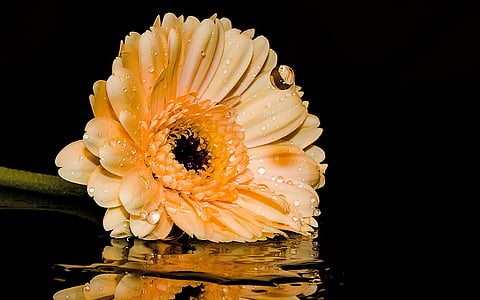 yellow flower on water thumbnail