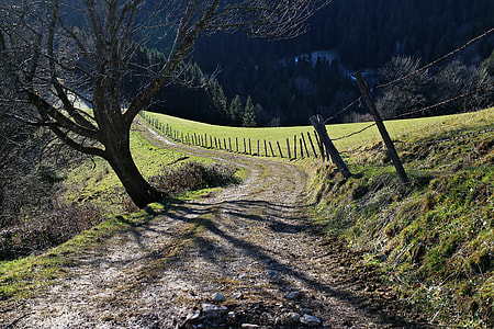 empty road near tree at daytime thumbnail