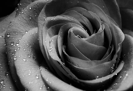 grayscale and macro photography of a flower thumbnail