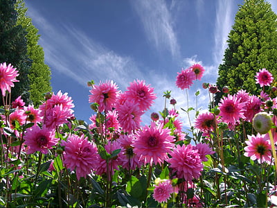 worms eye photography of pink flowers during daytime thumbnail