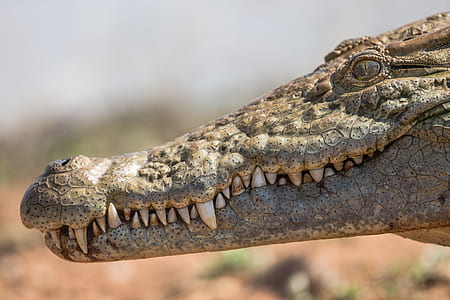 gray crocodile selective focus photography thumbnail